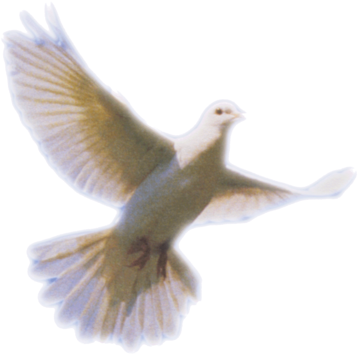 peace dove